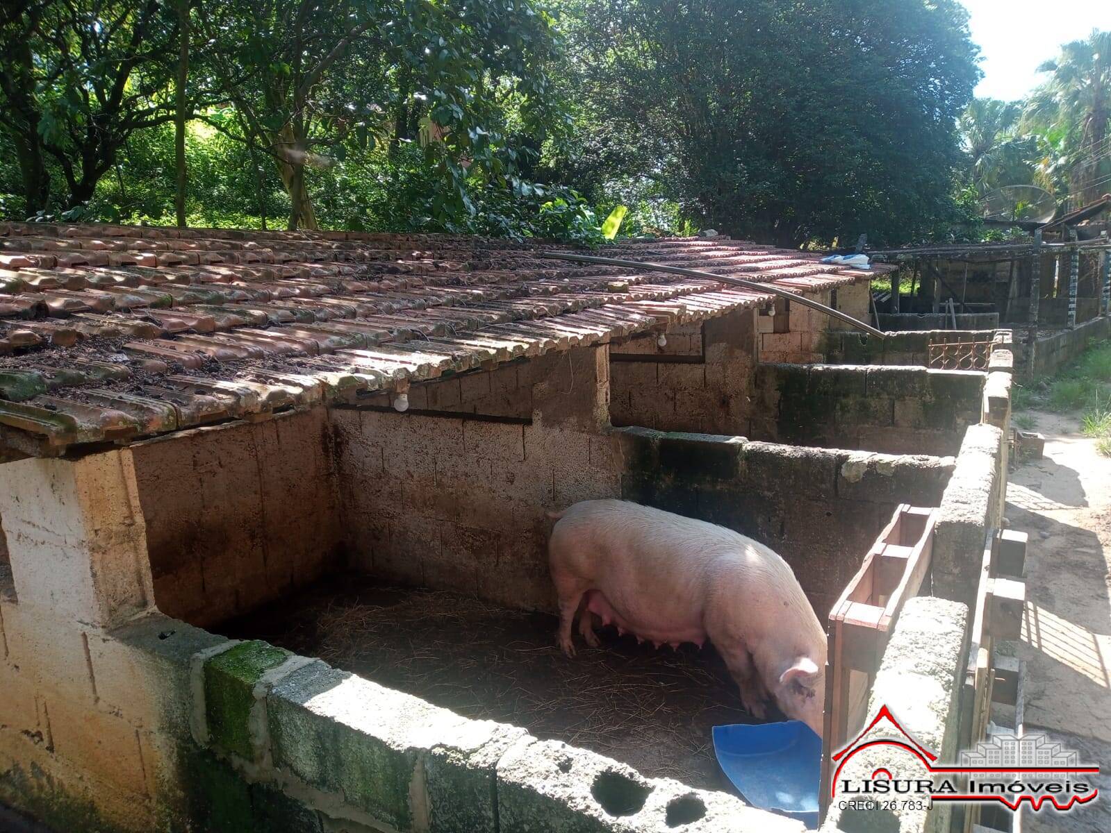 Fazenda à venda com 3 quartos, 300m² - Foto 18