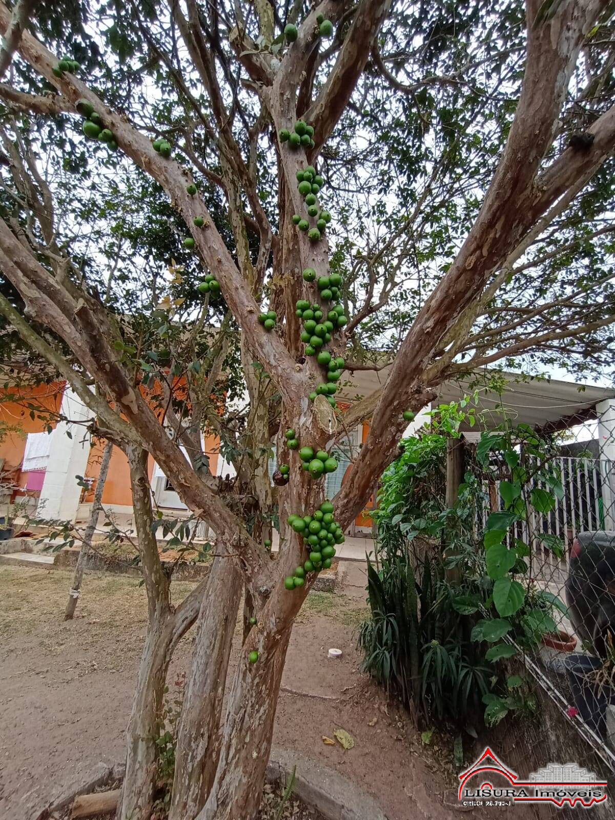 Fazenda à venda com 4 quartos, 1000m² - Foto 39