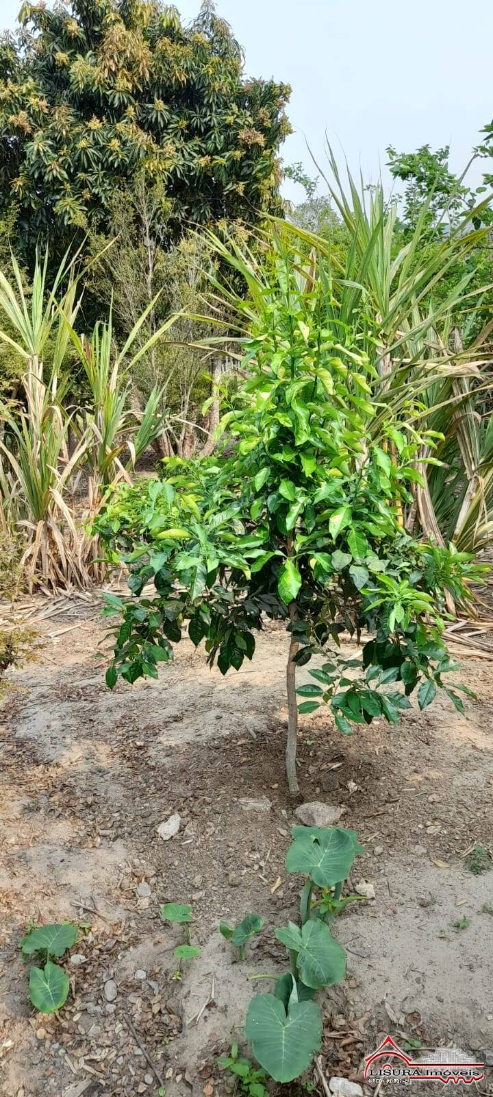 Fazenda à venda com 2 quartos, 160m² - Foto 36